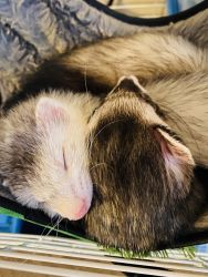 Two ferrets with cage and litter