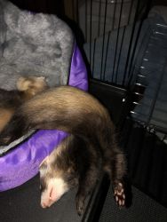 2 ferrets with huge cage, both fixed & shots. Both friendly.