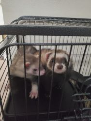 2 ferrets, cage, and everything they need