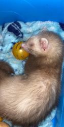 2-Ferret's, cage, food and more for sale
