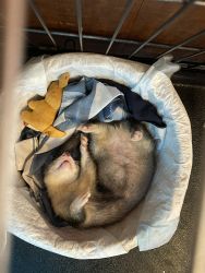 Female ferret for sale