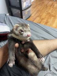 Booby the ferret