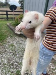 Ferrets for rehome