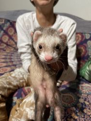 Rehoming two ferrets