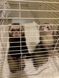 2 ferrets for sale cage included