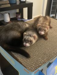 Ferrets for sale $150
