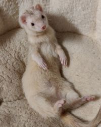 Male Ferret for sale!