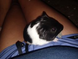 Guinea pigs for sell