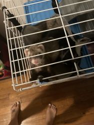 Friendly, lovable, and playful FERRET