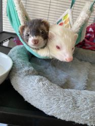Two ferrets for sale