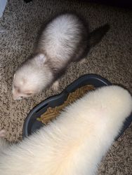 Ferrets for sale. Individual or pair