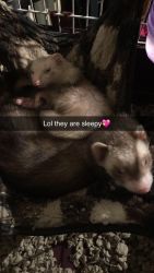 Need to rehome my ferrets