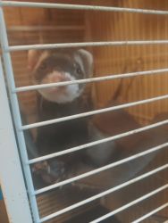 I am looking to rehome my 2 ferrets