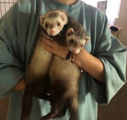 2 loving ferrets