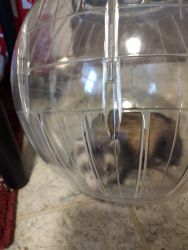 Female ferret with cage