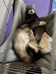 2 spayed and dissented ferrets, cage, food, carrier, lease and harness