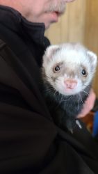 Bonded pair of fixed ferrets