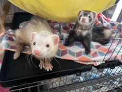 Females ferrets for sale- bonded 7 months old