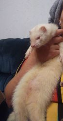 2 Ferrets with cage and toys