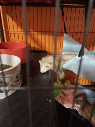Two Free Female ferrets to good home
