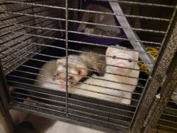2 male ferrets 2 yrs old w/ folding 4 tier cage
