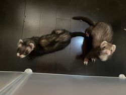 2 Young Male Ferrets