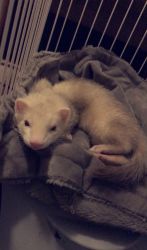Ferret for sale w items