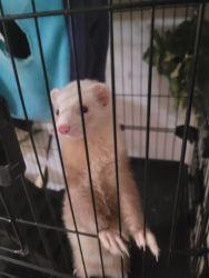 Young ferret for sale