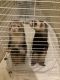 2 bonded female ferrets for sale