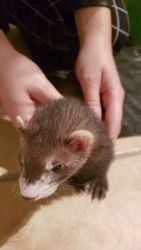 2 Month Old Female Ferret and cage/supplies