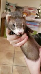 2 Month Old Female Ferret and cage/supplies
