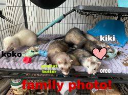 4 Ferrets Looking for New Home