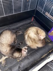 Two lovable Ferrets for sale!!!