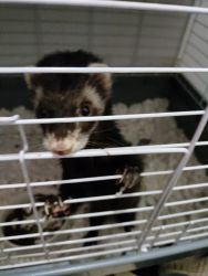 Ferret for sale along with 2cages