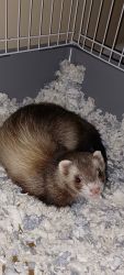Ferret for sale. Female spayed and neutered. Very playful and active.