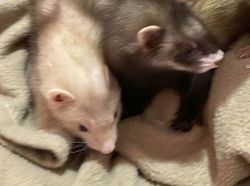 Two female baby ferrets