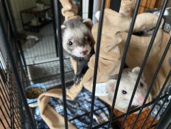 Rehoming for 2 male ferrets (cage and accessories included)