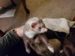 Two friendly ferrets with a custom built cage