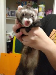 2 ferret brothers in need of home