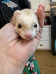 Pair of adorable Ferrets, cage, and accessories included