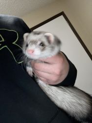 2 ferrets for sale 1 male 1 female