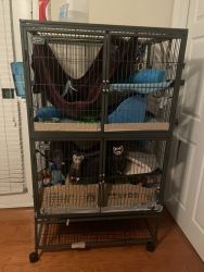 2 ferrets and cage