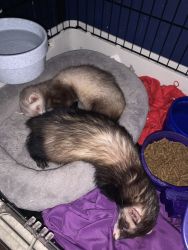 Ferrets for sale.