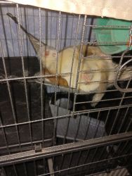 3 Young Ferrets for sale