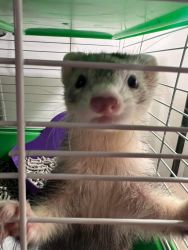 2 ferrets for rehoming to good home
