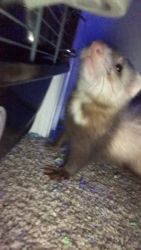 FERRET FOR SALE