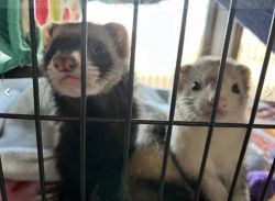 2 adorable ferrets with all the supplies you need!
