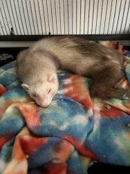 2 Ferrets For Rehoming