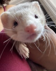 Loving 3 month ferret