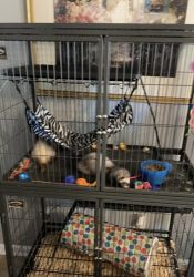 2-ferrets for sale